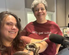 snakes-in-a-studio