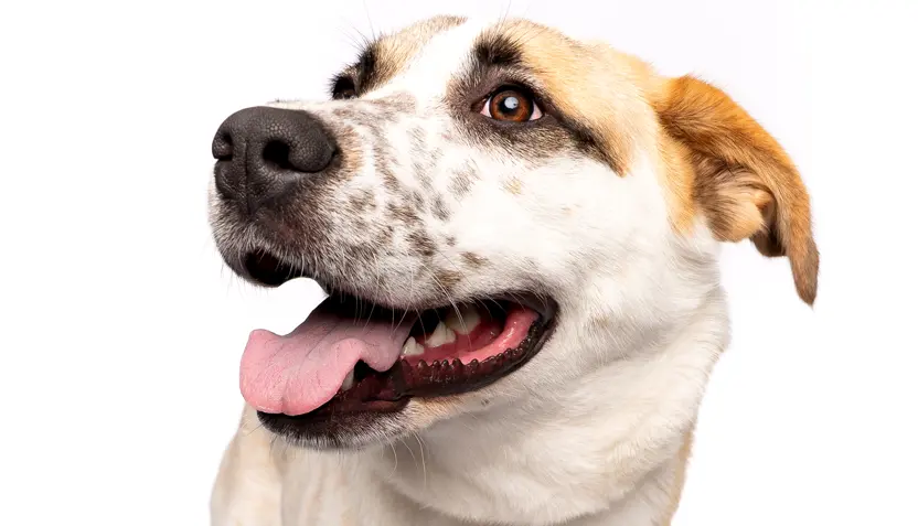 cherry-pie-hsnt26-832