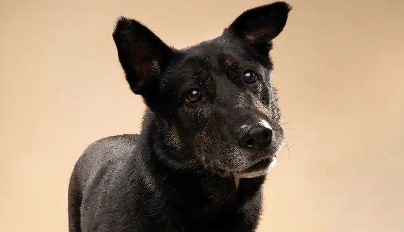 bullwinkle-hsnt26-832