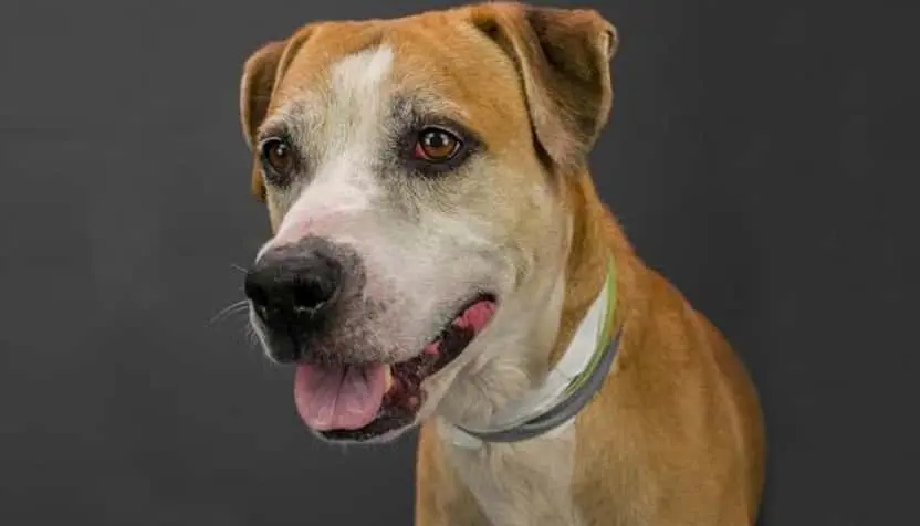 salty-hsnt-832-jpg-2