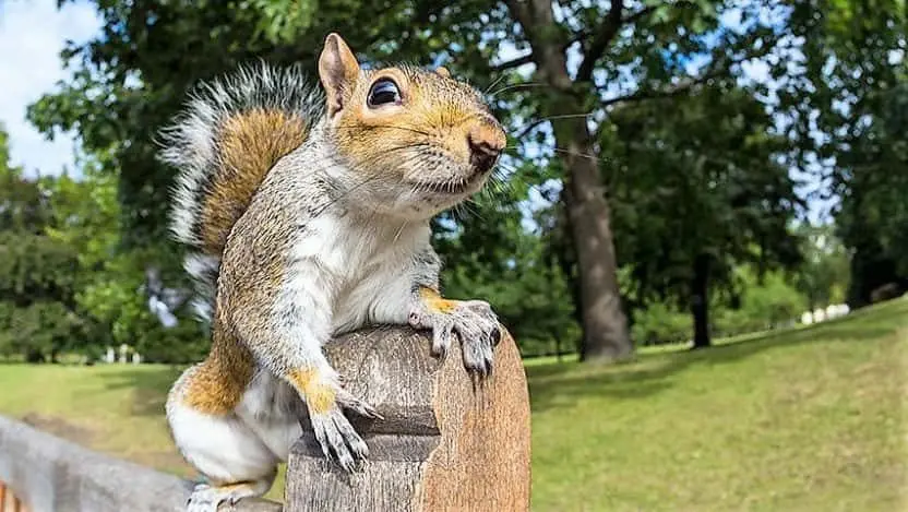 squirrel-adobe-860x515