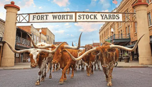 fort-worth-stockyards-2025-longhorns-832c978451