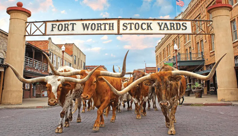 fort-worth-stockyards-2025-longhorns-832c978451