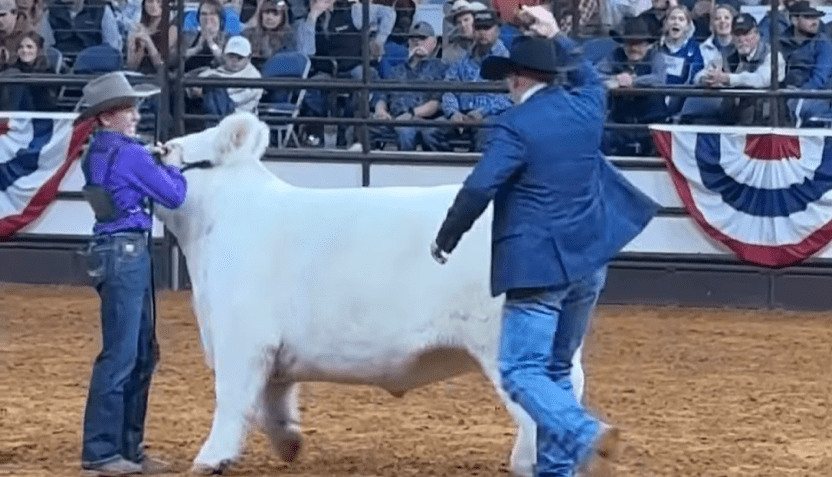 Grand Champion Steer Named At The Stock Show