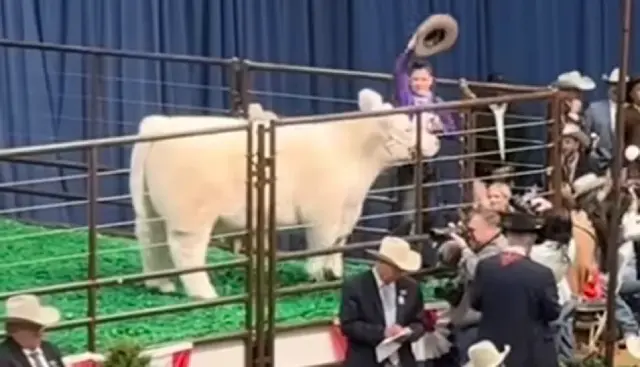 2-7-26-grand-champion-auction-white-castle