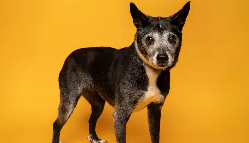 poppy-hsnt26-832-png