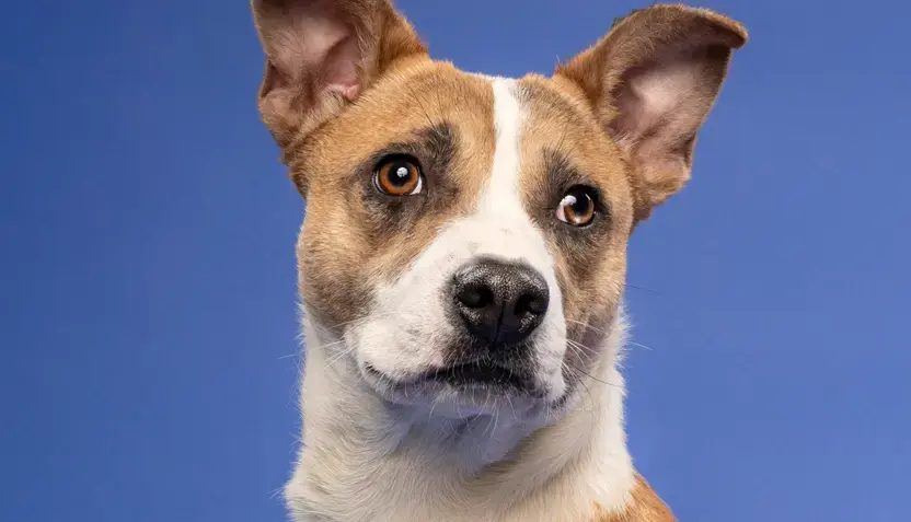 diego-hsnt26-832-png