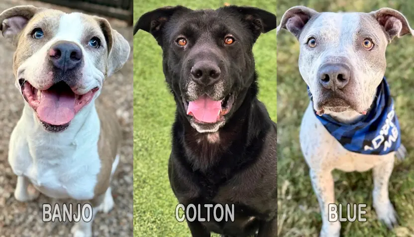 banjo-colton-blue-hsnt25-832-2