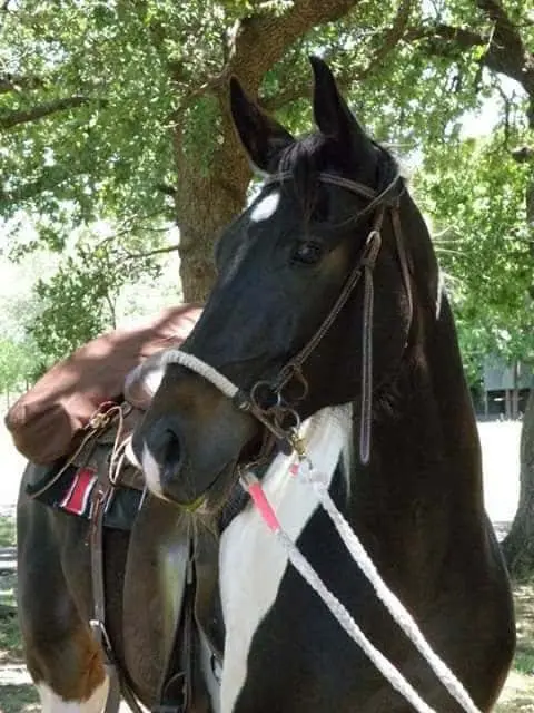 lilly-g-riding-club-riding-for-the-chair-trailride-apr-2019