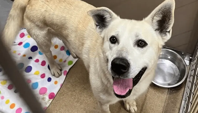 sam-pet-of-the-week-2026-832