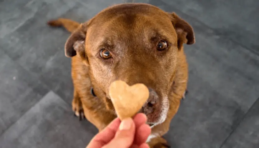 dog-treat-heart-832-2