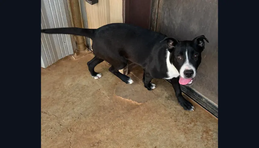 untitled-2026-04-08t074104-339