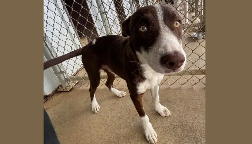 untitled-2026-04-15t082537-582