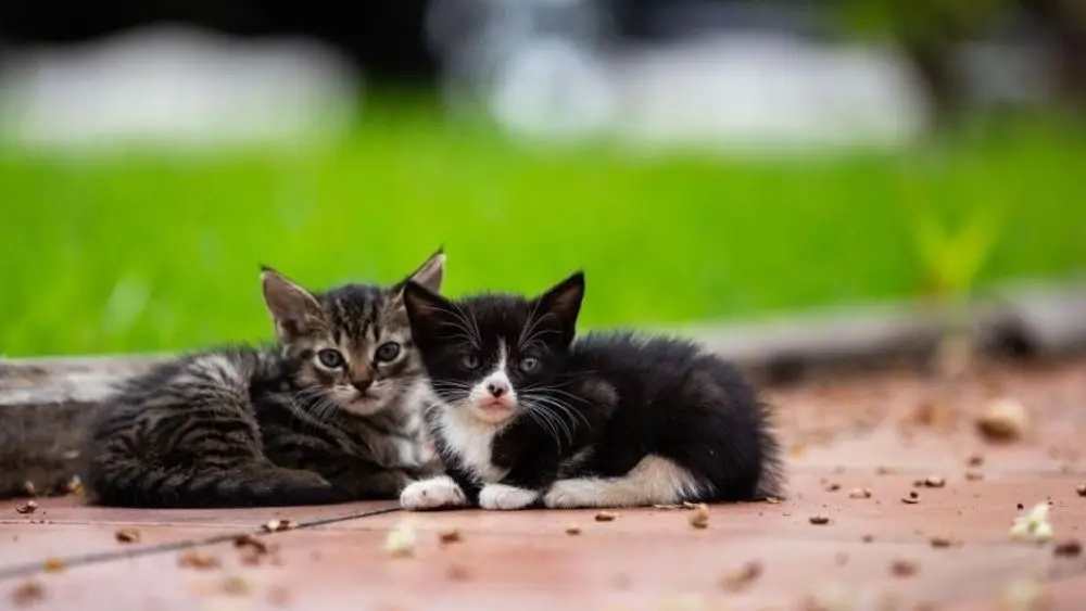 new-stray-kittens-2