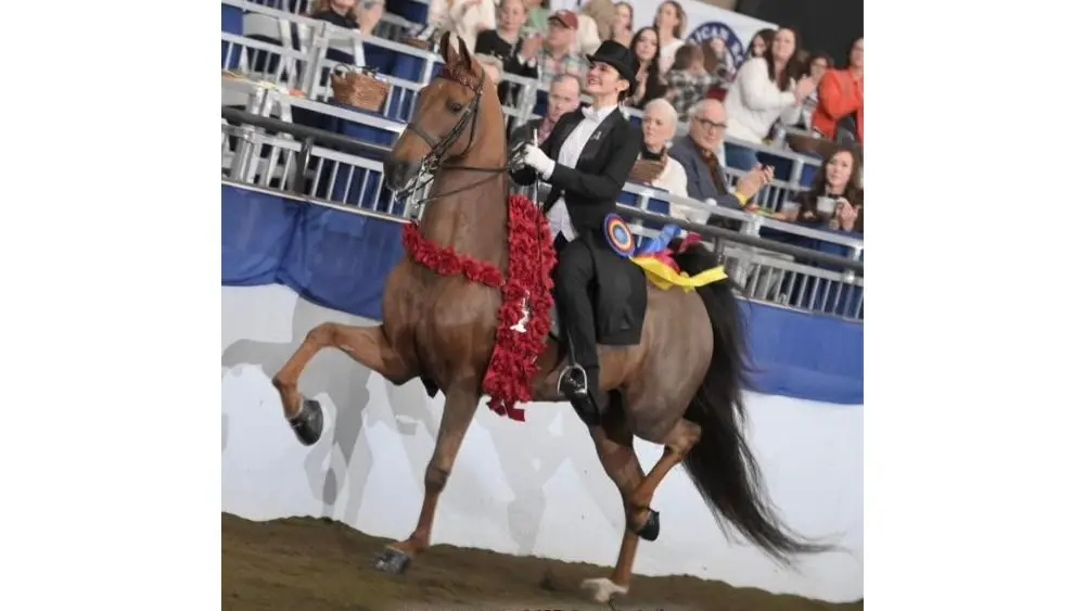 Abby Van Kooten of Leighton Selected for 2026 USA Saddle Seat World Cup Team