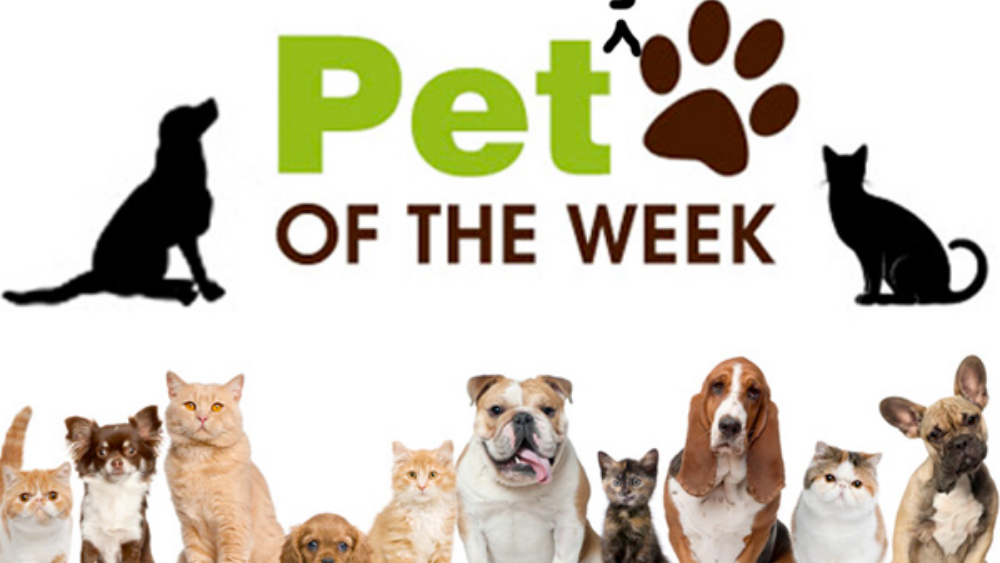 Pet of the Week