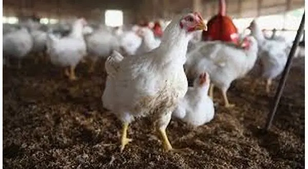 wireready_12-11-2023-22-34-04_00013_chickens