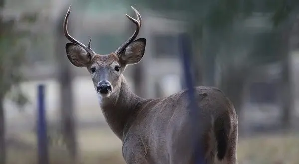 wireready_10-30-2024-10-26-16_00030_agfcdeer