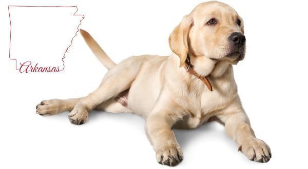 Meet the new official state dog of Arkansas | KTLO
