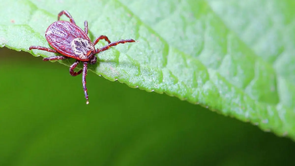 wireready_05-06-2026-12-50-16_08448_ticks