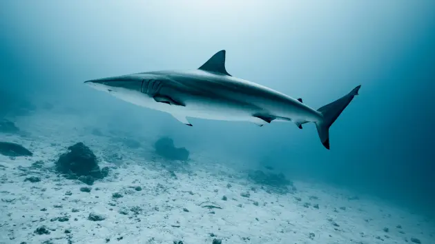 getty_shark_51426270959