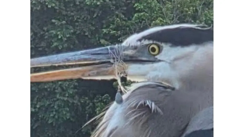 wireready_05-15-2026-10-31-08_08676_blueheron1