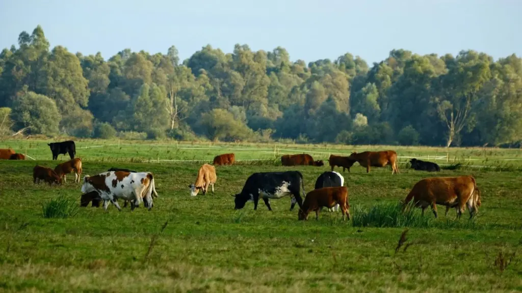 wireready_08-18-2026-11-50-11_00081_livestock2026stock