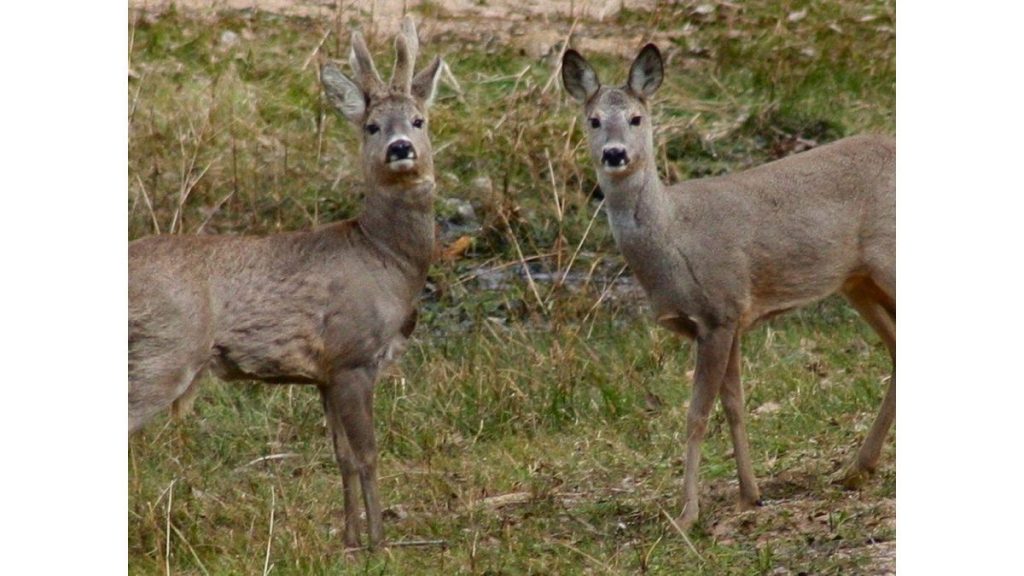Missouri reports summer cases of hemorrhagic disease in white-tailed deer