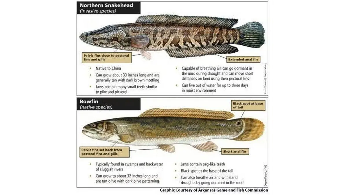 wireready_10-02-2026-19-30-12_00150_bowfinandsnakeheadcomparison