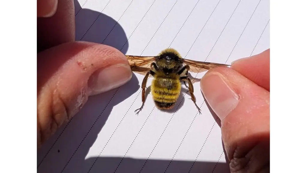 wireready_10-15-2026-14-40-12_00104_bumblebee