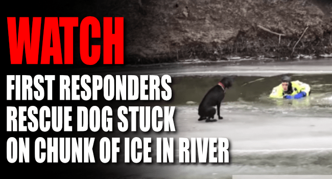 WATCH: First Responders Rescue Dog Stuck on Chunk of Ice in River | Big ...