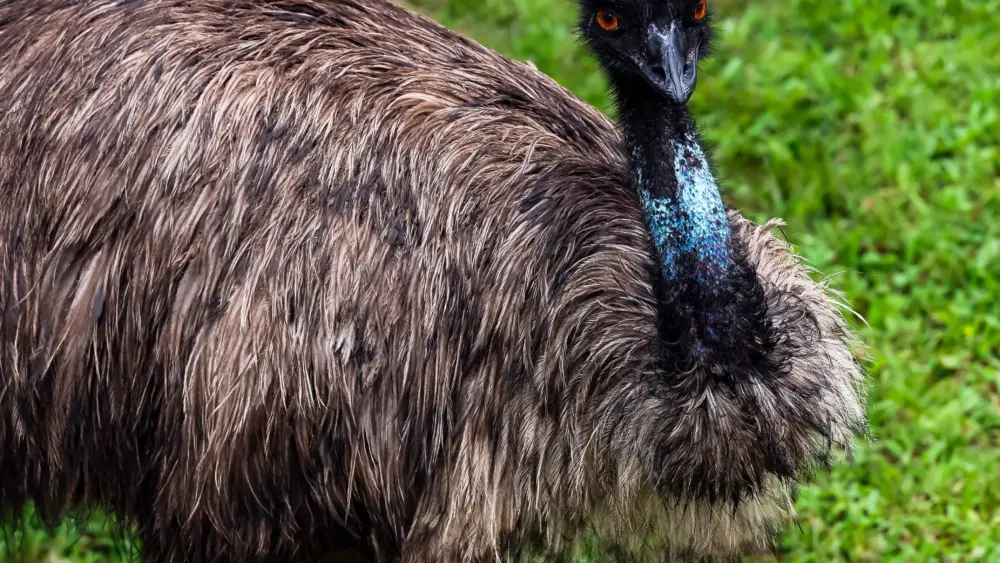 British Police Ask Public to Stop Chasing Loose Emu | Big 102.1 KYBG-FM