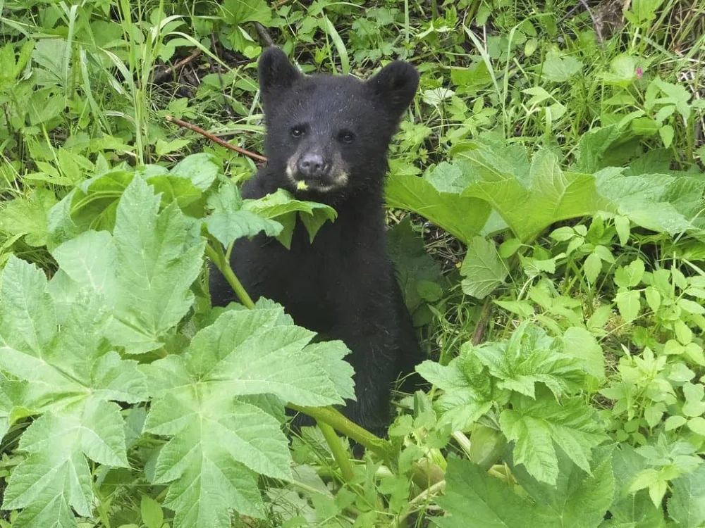 bears-and-berries