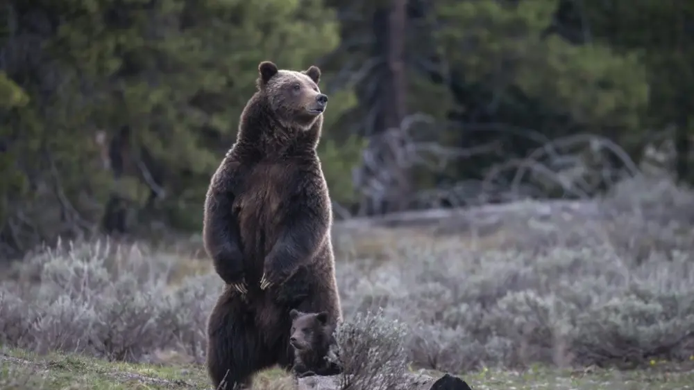 famous-grizzly-killed-2