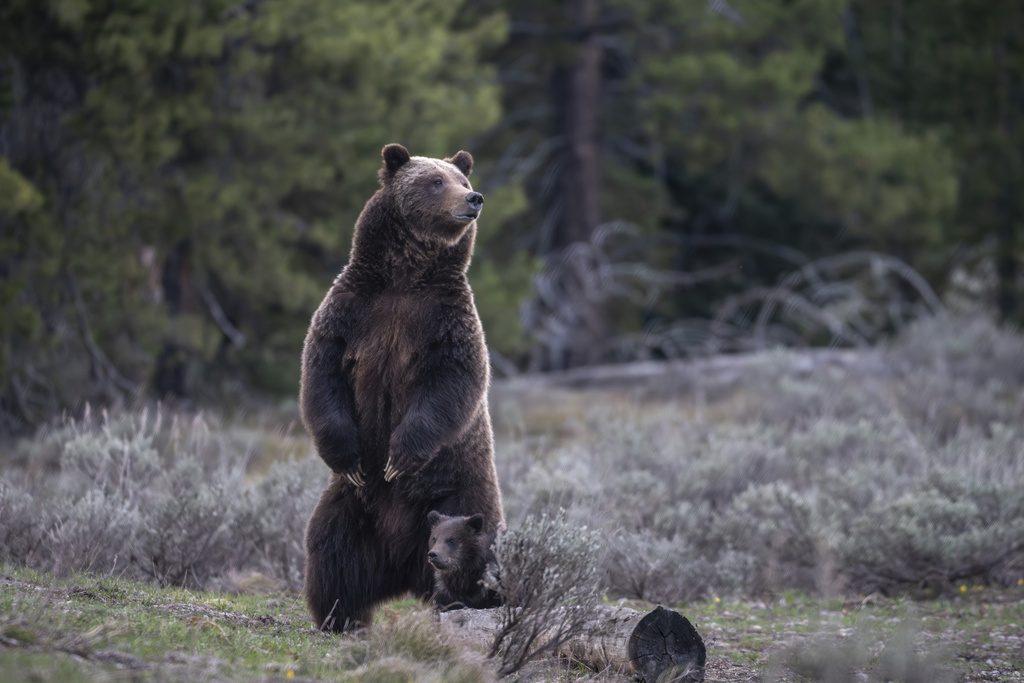 famous-grizzly-killed-2