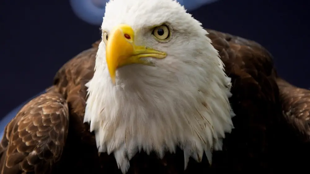 eagles-camp-football