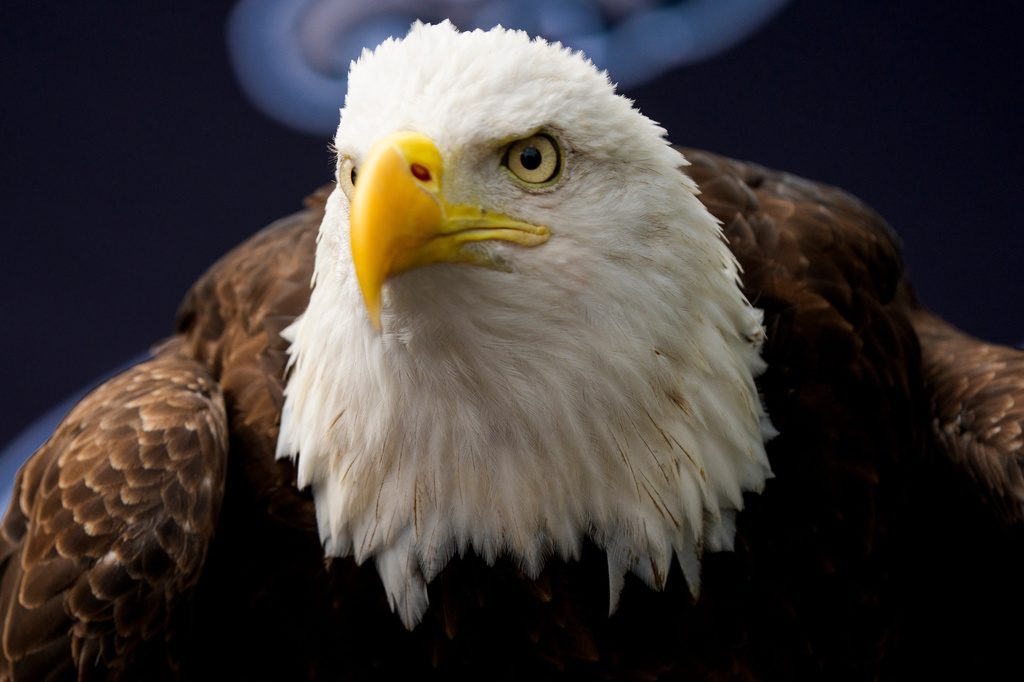 eagles-camp-football