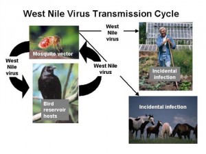 West_Nile_virus_transmission_cycle