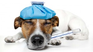Photo source: http://blog.petsolutions.com/dog/canine-influenza-does-my-dog-have-the-flu/