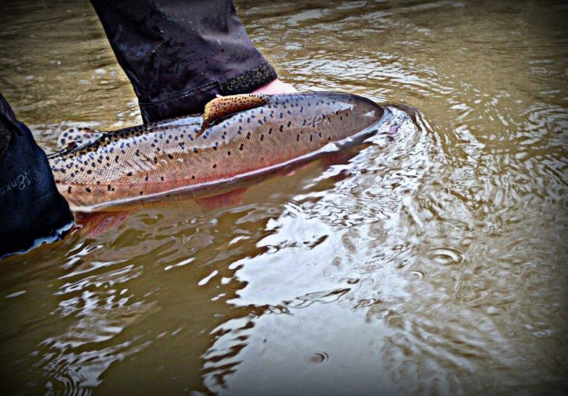 Yellowstone National Park to conduct invasive species removal to preserve cutthroat trout