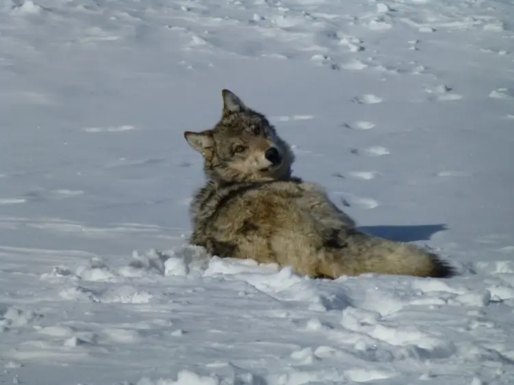 usfws-gray-wolf-snow-large-1024x768-1357770