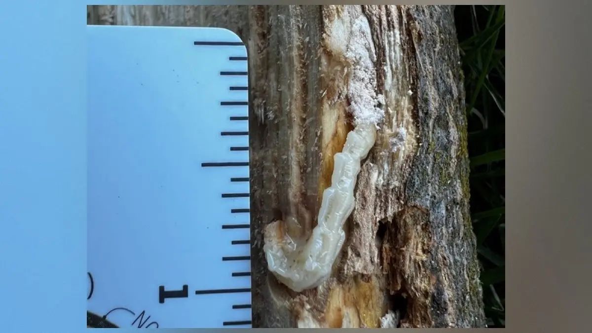 Walla Officials Confirm First Detection Of Emerald Ash Borer In Walla Walla ...
