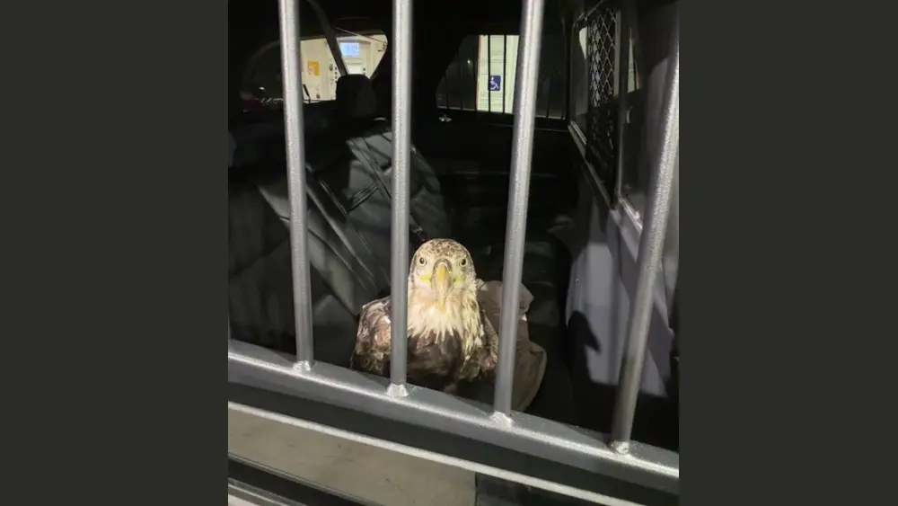 bald-eagle-1