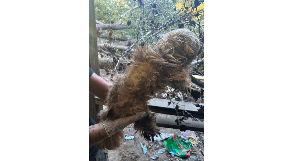 Woman charged after several dogs found locked in cages, no access to water, food