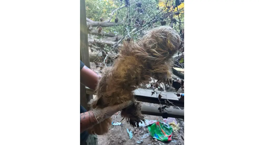 laurel-co-animal-abuse-3