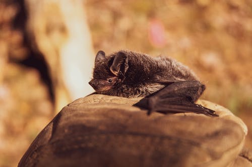 Indiana DNR celebrates Bat Week - Vimarsana News