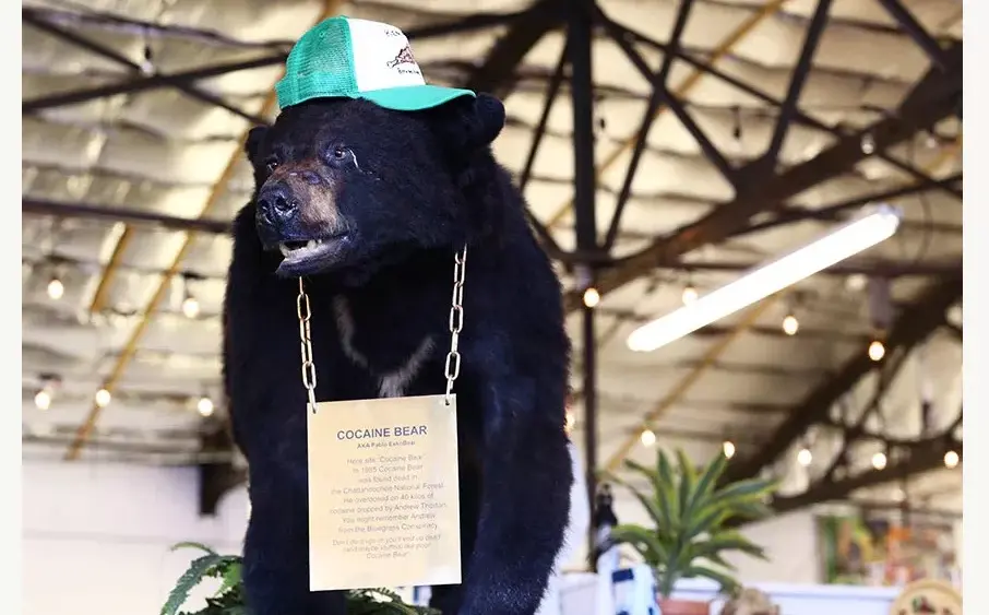 cocaine-bear-mascot-kyforky-com-jpg