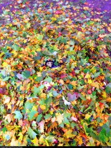Find the kid in the leaf pile