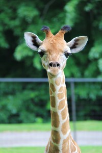 The LEO Zoological Conservation Center welcomed a new baby giraffe to the family in June. (photo courtesy of LEO)