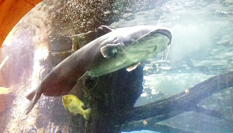 A catfish swimming atop the Pyramid in Memphis, while Inside the Sky High Catfish Cabin restaurant. (Anne W. Semmes photo)